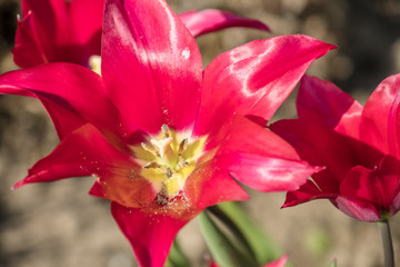 Fototapeta na wymiar Red lily flowered tulip in Amsterdam, Netherlands