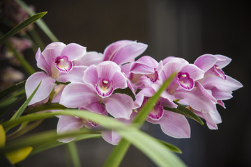 Fototapeta premium Colors streaked orchid flower, isolated on background