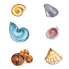 Seashells sea life object isolated on white background. Watercolor hand drawn painted illustration. Underwater watercolor background illustration.