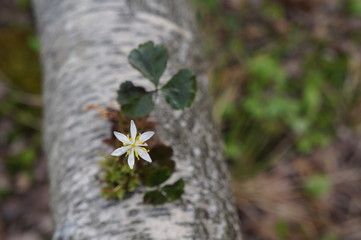 Goldthread