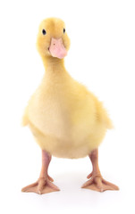 One yellow duckling.