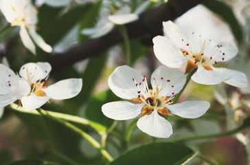 Background from a lot of white flowers on a branch of an apple tree
