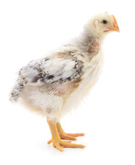 Small gray chicken.