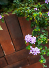 Purple flowers on the wooden background