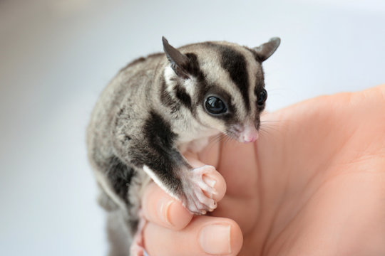 Female hand with cute sugar glider on light background, closeup
