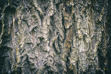 Natural texture of weeping willow bark with moss,