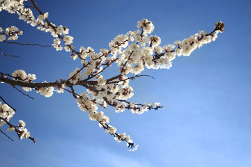 Apricot tree blossoms on sky background