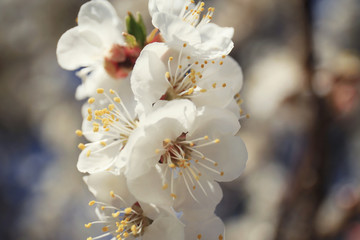 Branch of apricot tree flowers on blurred background