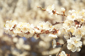 Branches of apricot tree flowers on blurred background