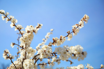 Branches of apricot tree flowers on sky background