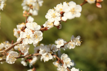 Branch of apricot tree flowers on blurred background