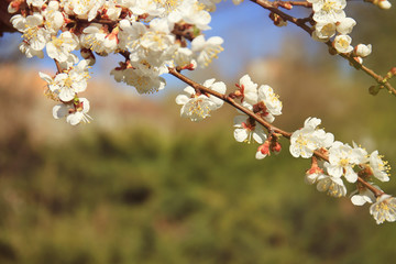 Branch of apricot tree flowers on blurred background