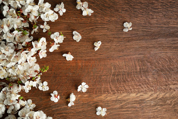 Blossoming branches on wooden background