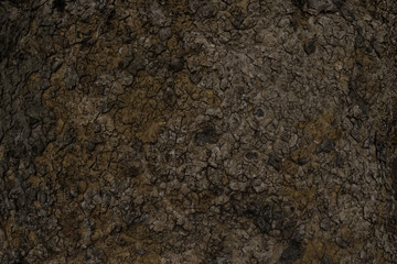 Bark texture