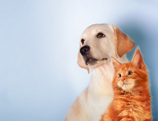 Cat and dog together, maine coon kitten, golden retriever looks at left