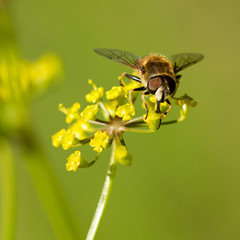 Close-up portrait of a bee at pollination flowering plants, seen at cologne, germany