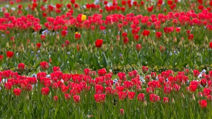 Red tulips for backgrounds.