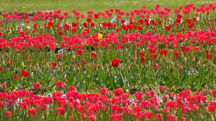 Red tulips for backgrounds.
