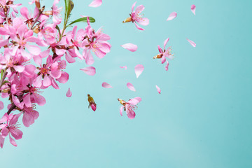 Spring blossom explosion