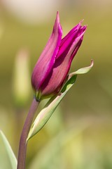 Red tulip for backgrounds.