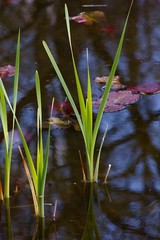 Leaves of water lily in water