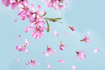 Naklejka na ściany i meble Spring blossom explosion