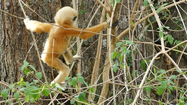 Baby Common gibbon (Hylobates lar) in nature at tropical rain forest.