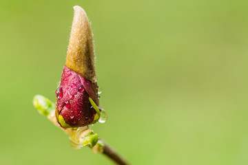 Macro Magnolia bud covered with drops