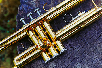 Naklejka premium Trumpet music lying on wooden surface in the forest on a stump.