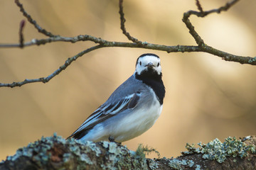 Wagtail or Motacilla alba looking at the viewer