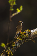 Female Common chaffinch or Fringilla coelebs looking for building materials for the nest