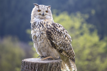 an owl outside
