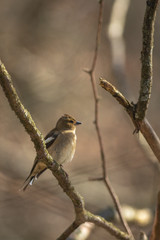 Female Common chaffinch or Fringilla coelebs perched on a branch