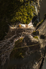 Fieldfare or Turdus pilaris nesting in a tree