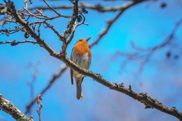 Red robin perched on a branch and singing  with blue sky in background