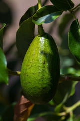 immature avocado on the tree