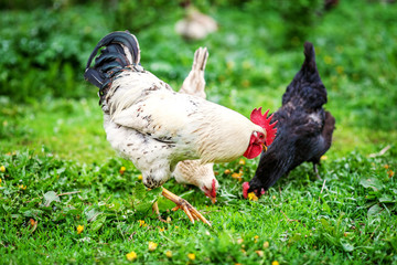 White cock and hens walking on the grass. The concept is a poultry farm.