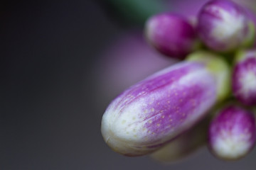 colorful citrus buds