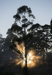 Tasmania sun rays through  a tree.