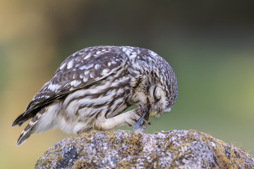little owl