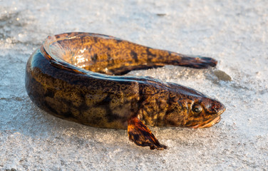 Burbot fish on spring ice