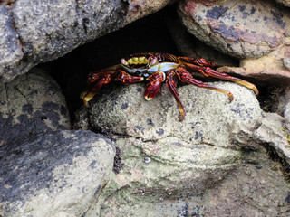 Crab
