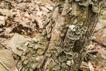 Wood fungi mushrooms closeup on dead tree trunk