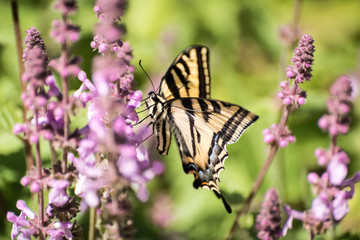 Swallowtail butterfly on purple sage plant.