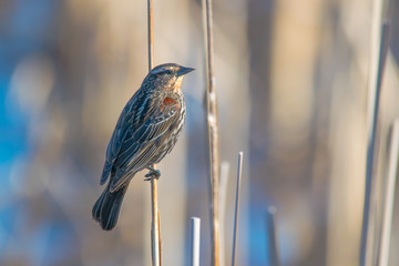 Naklejka premium Female Red Winged Blackbird