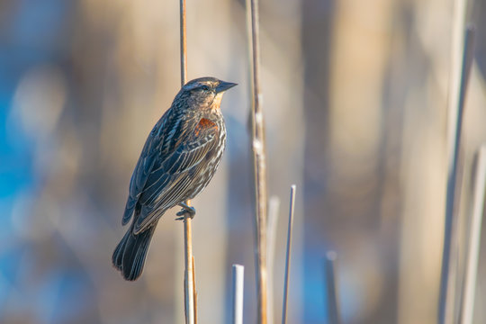 Female Red Winged Blackbird