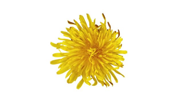 Dandelion flower opening, blooming. Time lapse video dandelion in bloom, isolated on white background.