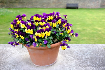 Pot de fleurs