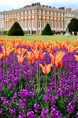 Hampton court Palace et ses tulipes 