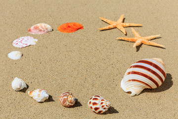 Fototapeta na wymiar starfish and Shells on sandy beach